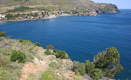 Colera